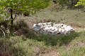 Parc de prehistoire morbihan france frankrijk french bretagne brittany dolmen menhir menhirs dino dinosaurus dinosaur dinosaure dinosauriers malansac themapark Ponte d'Oeufs